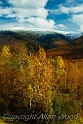 Autumn White Mts NH2980